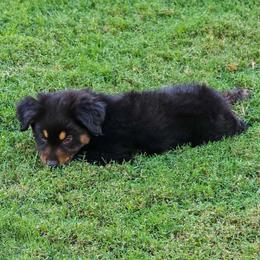 Boomer - Black tri-color male Australian Shepherd puppy in Owensboro, Kentucky from JnT's Bluegrass Mini Aussies