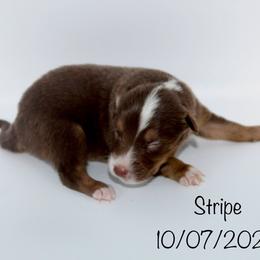 Girl 1 (Stripe) - Red tri-color female Australian Shepherd puppy in Brooker, Florida from 🐾 The Great Bambino SunState Aussies!