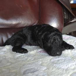 CAPONE - Black male Poodle puppy in Aurora, Colorado from Simply Amazing Doodles