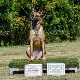 Grim - Belgian Malinois