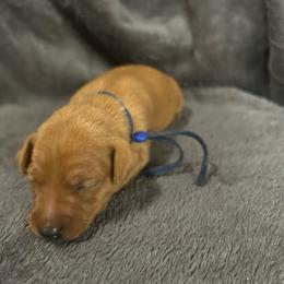 Carmelo - Red male Miniature Pinscher puppy in Fall City, Washington from Davilg Miniature Pinschers
