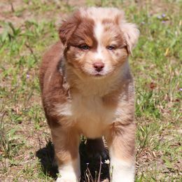 Miniature Australian Shepherd Puppies from AussiesRus