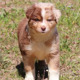 Miniature Australian Shepherd Puppies from AussiesRus