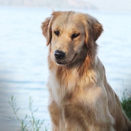 Golden Retrievers from Marshall Hill's Goldens