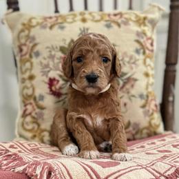Rarity-White - Apricot female Goldendoodle puppy in Bay City, Texas from Charming Doods Goldendoodles