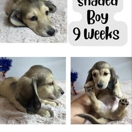 Shaded cream male - Cream male Dachshund puppy in Ashford, Alabama from Precious Little Lap Babies