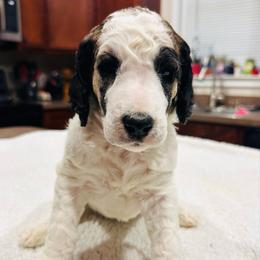 Joy - Parti female Poodle puppy in Denton, Maryland from Cajun Girl Kennels