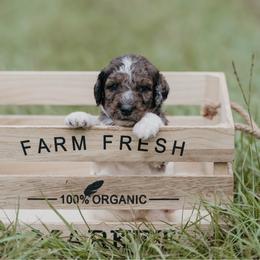 Two Bits - Parti male Goldendoodle puppy in Lake City, Florida from North Florida Poodles and Doodles