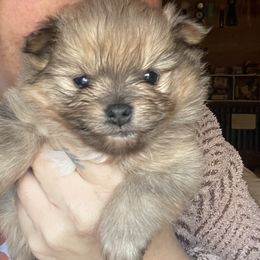 Spirit - Blue sable female Pomeranian puppy in Liverpool, Pennsylvania from Destination Dalmatian