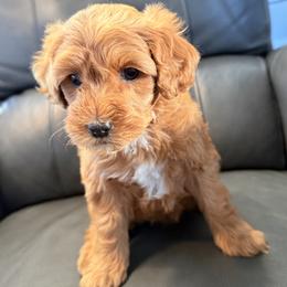Cassiopeia (gold collar) - Apricot female Goldendoodle puppy in Twin Falls, Idaho from Magic Valley Family Doodles