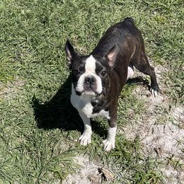 Phoenix - Boston Terrier