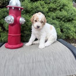 Brown and white - Parti male Goldendoodle puppy in Mc Cutchenville, Ohio from Dawn's Doodles
