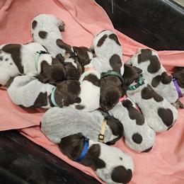 Boy 5 - Liver and white German Shorthaired Pointer puppy in Henderson, Texas from C4 Gun Dogs