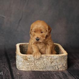 Maggie - girl - Goldendoodle puppy in Lyman, Wyoming from Sweet Oakley Doodles