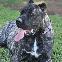 American Bullies, Boerboels, and Cane Corso from PaPaws Gotta Love It Kennels