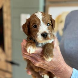 Lux - Red  male Goldendoodle puppy in Wharton, Texas from Little Fur Friends