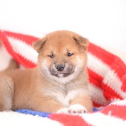 Noboru - Red male Shiba Inu puppy in Neosho, Missouri from Sunny Terrace Shibas