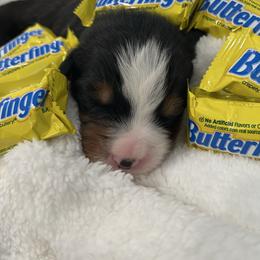 Butterfinger - Tri-color male Bernese Mountain Dog puppy in Gardner, Kansas from Faith and Family Farm