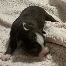 Bingo - Red tri female Toy Australian Shepherd puppy in Caddo Mills, Texas from R & W Aussies