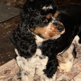 Cocker Spaniel puppies from Flud Farm Cocker Spaniels
