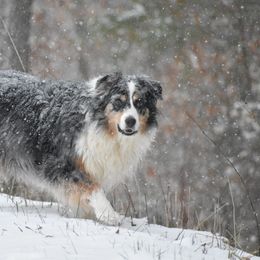 Australian Shepherds from Radiant Light Australian Shepherds