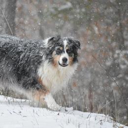 Australian Shepherds from Radiant Light Australian Shepherds