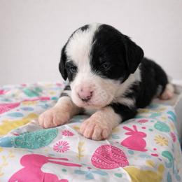 Erin - Black and white female Sheepadoodle puppy in Rocky Point, North Carolina from CelticDoods