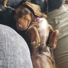 Dachshund All Grown Up from BriarRidge Dachshunds