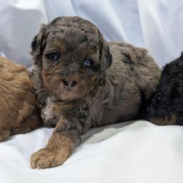 Shawn - Merle male Cavapoo puppy in Coshocton, Ohio from Forever Family Puppies