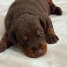 AKC Registered Full European Doberman Pinschers - Red and rust female Doberman Pinscher puppy in Fort Lauderdale, Florida from Lakewood European Dobermann Kennel