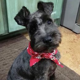 Bella - Miniature Schnauzer