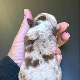 Merle boy - Red merle male Miniature Australian Shepherd puppy in Kellerton, Iowa from Ebersole Ranch