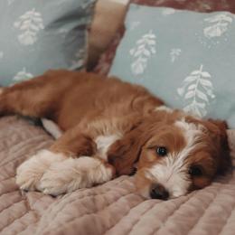Kona - Apricot female Goldendoodle puppy in Atlanta, Georgia from Cedarcrest Goldendoodles