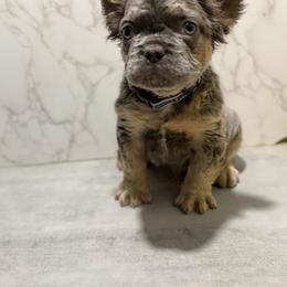 River fluffy - Tricolors male French Bulldog puppy in Maple Heights, Ohio from Yorkiesllc