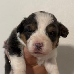 Iris - Fluffy Bluie Tri - Black and tan female American Corgi puppy in Anderson, California from Flying K Corgis