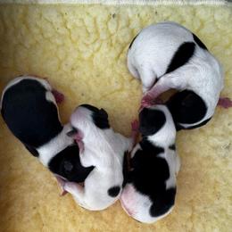 Girl 3 - Black tan and white female Biewer Terrier puppy in Kerhonkson, New York from Arc-en-Ciel Biewers & Maltese