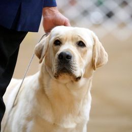 Ben - Labrador Retriever