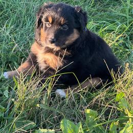 Elsa - Black tri female Miniature Australian Shepherd puppy in Stuart, Iowa from Arbor Hill Aussies