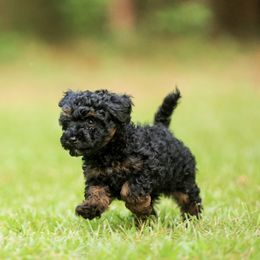 Poodle Puppies from Emerald Mini Poodles