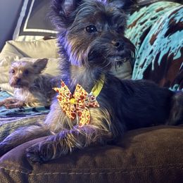 Willow - Yorkshire Terrier