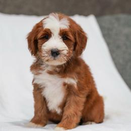 Cheyenne - Red female Bernedoodle puppy in Dundee, Ohio from Down Home Doodle
