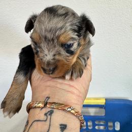 Rhys - Blue merle male Toy Australian Shepherd puppy in Gillette, Wyoming from Cockburn’s Toy and Mini Australian Shepherds