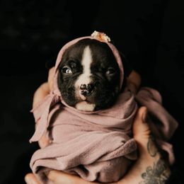 American Bully and Boston Terrier Puppies from Greenberg's Boston Terriers & Bullies of Metro Detroit