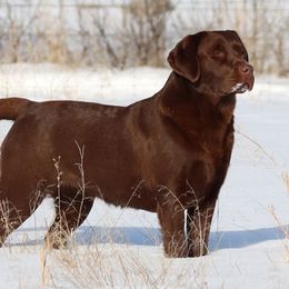 Kit - Labrador Retriever