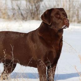 Kit - Labrador Retriever