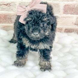 Samaria - Phantom female Poodle puppy in Flint, Michigan from Anytime Doodles