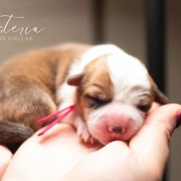 American Corgi and Pembroke Welsh Corgi Puppies from Constellation Corgi