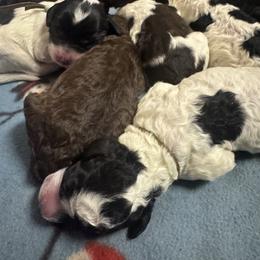 Labradoodles from Martin Family Doodle