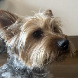 Morkie All Grown Up from CKC MorkiePoo Puppies