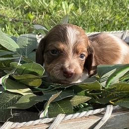 Dachshund Puppies from Monroe’s Hillcrest Dachshunds